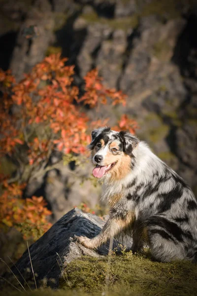 Avustralya Çoban Köpeğinin Portresi Kayaların Altında Duran Kişi Göl Prag — Stok fotoğraf