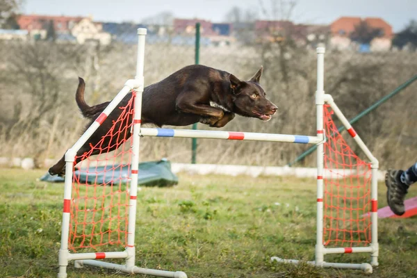 Kutya Barna Collie Átugrik Akadályokon Csodálatos Nap Cseh Mozgékonysági Versenyen — Stock Fotó