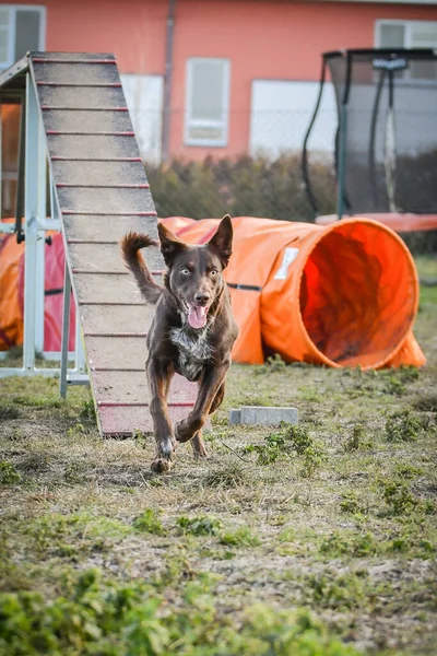 Cane Collie Bordo Marrone Agilità Sul Fascio Equilibrio Incredibile Giornata — Foto Stock