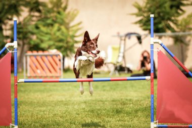 Sınır çobanı engelleri aşıyor. Czech çeviklik özel eğitiminde harika bir gün.