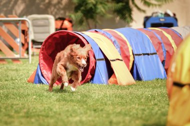 Köpek Nova Scottia ördek paralı av köpeği çeviklik yarışında. Czech çeviklik yarışmasında harika bir gün..