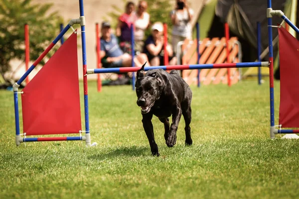 Perro Negro Carrera Agilidad Día Increíble Competencia Agilidad Checa Son — Foto de Stock