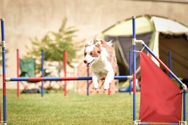 Border Collie Está Saltando Sobre Los Obstáculos Increíble Día Agilidad — Foto de Stock