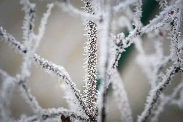 Branches Congelées Hiver Gel Fait Une Belle Créature — Photo