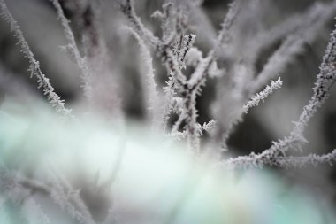 Kışın donmuş dallar. Bu buz çok güzel bir yaratık..
