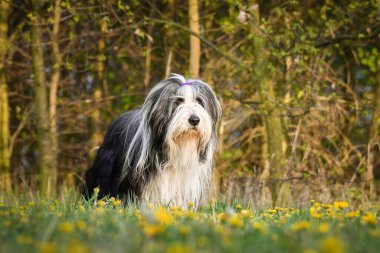 Sakallı çoban köpeği karahindiba içinde koşuyor. Çok sabırlı bir köpek.. 