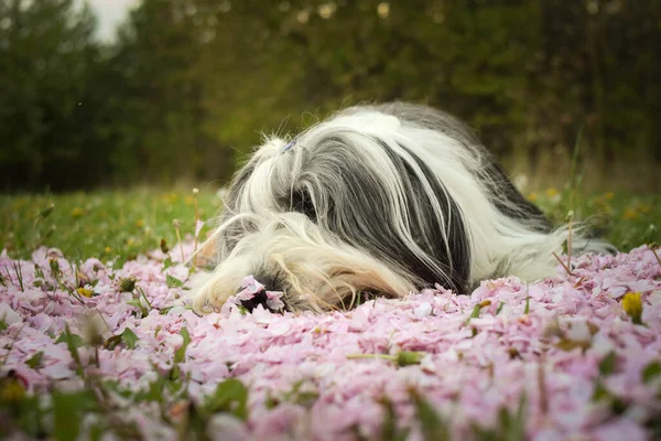 Бородата Коллі Лежить Рожевій Квітці Отже Модель Пацієнта Мила Собака — стокове фото