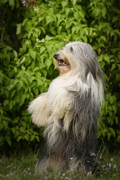 Portrait Bearded Collie Nature Autumn Photoshooting Park — 스톡 사진