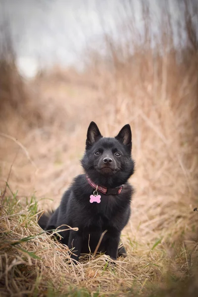 Joven Hembra Schipperke Está Sentada Caña Tiene Una Cara Tan —  Fotos de Stock