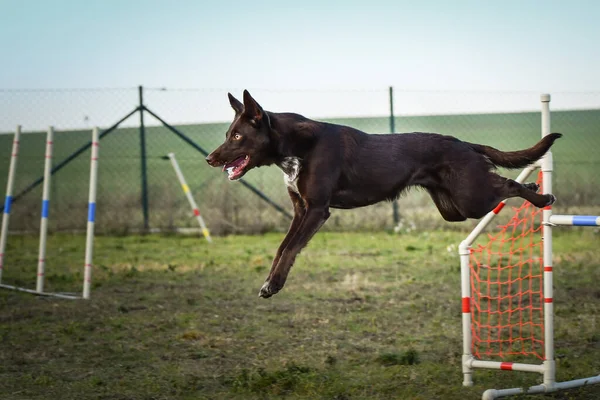 Brown Border Collie Sta Saltando Gli Ostacoli Incredibile Giornata Sulla — Foto Stock