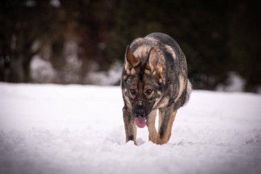 Karda Alman çoban köpeği fotoğrafı. Fotoğraf Konopiste Kalesi 'nden. İnanılmaz bir deneyimdi. Kardaki köpekleri severim..