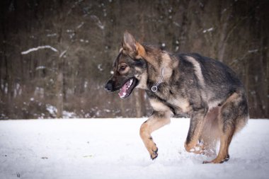 Karda Alman çoban köpeği fotoğrafı. Fotoğraf Konopiste Kalesi 'nden. İnanılmaz bir deneyimdi. Kardaki köpekleri severim..