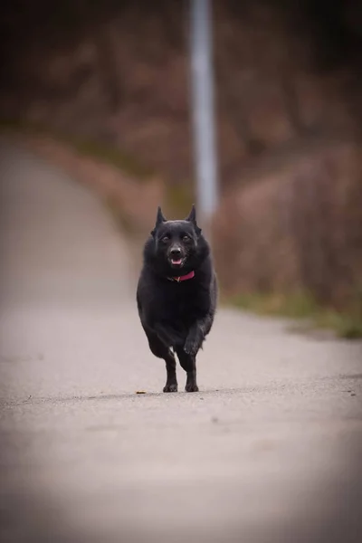 チッパーケの子犬が道路を走っています 彼女はとても幸せでクレイジーな犬です 彼女は動くのが好きだ — ストック写真