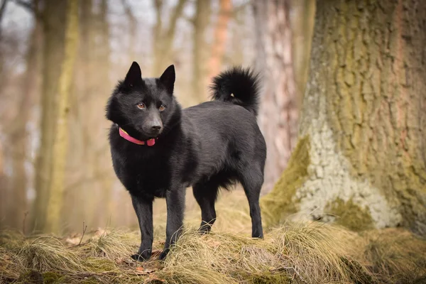 Joven Hembra Schipperke Está Pie Naturaleza Ella Tan Paciente Modelo —  Fotos de Stock