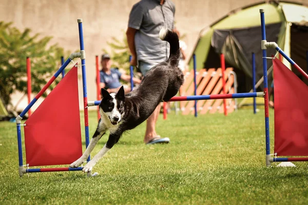 Собачий Пограничный Колли Перепрыгивает Через Препятствия Потрясающий День Соревнованиях Гибкости — стоковое фото