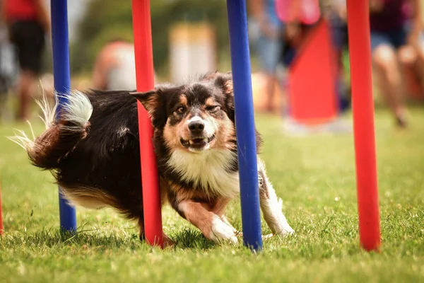 Tricolor Border Collie Agility Slalom Auf Ratenice Wettbewerb Toller Tag — Stockfoto