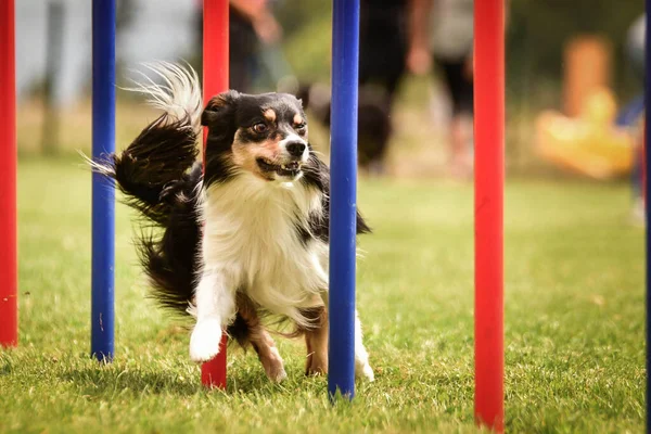 Adorável Tricolor Fronteira Collie Está Executando Slalom Slalom Competição Agilidade — Fotografia de Stock