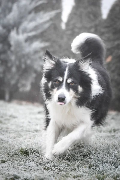 Collie Confine Esecuzione Inverno Erba Sta Correndo Verso Suo Impanatore — Foto Stock