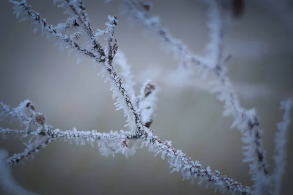 Branches Congelées Hiver Gel Fait Une Belle Créature — Photo