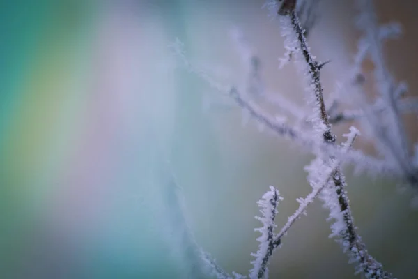 Zmrzlé Větve Zimním Čase Ten Mráz Tak Milý Tvor — Stock fotografie