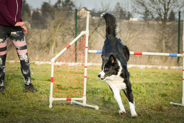 Border Collie Sta Saltando Gli Ostacoli Incredibile Giornata Sulla Formazione — Foto Stock