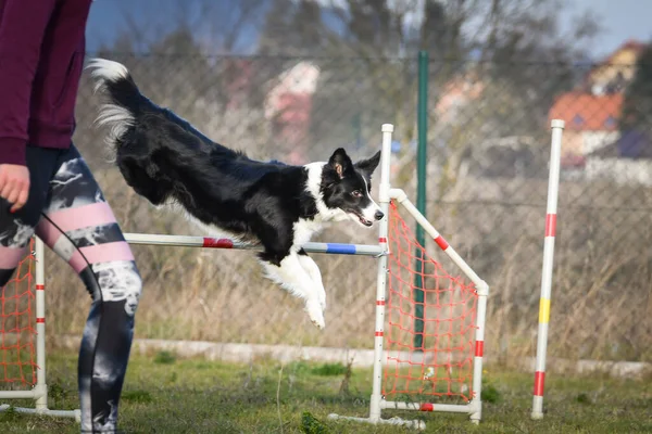 Border Collie Sta Saltando Gli Ostacoli Incredibile Giornata Sulla Formazione — Foto Stock