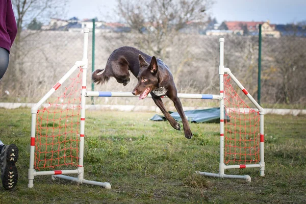 Collie Confine Marrone Cane Sta Saltando Gli Ostacoli Incredibile Giornata — Foto Stock