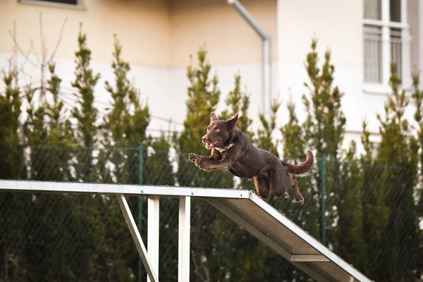 Pies Brązowy Obwódka Zwinności Równoważni Niesamowity Dzień Czeskim Konkursie Zwinności — Zdjęcie stockowe