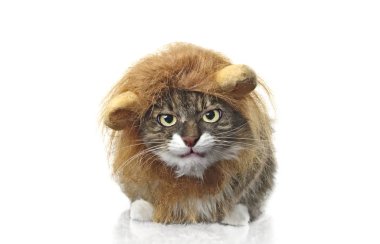  Aslan gibi giyinmiş uzun saçlı kedi kameraya huysuz görünüyor. Beyaz arkaplanda izole.