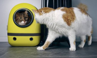 Uzun saçlı kedi, sırt çantasında bir bavulun yanında bir rakun kedisine meraklı görünüyor..