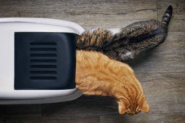 İki tekir kedi kapalı bir kutu kullanırken yukarıdan görülmüş..