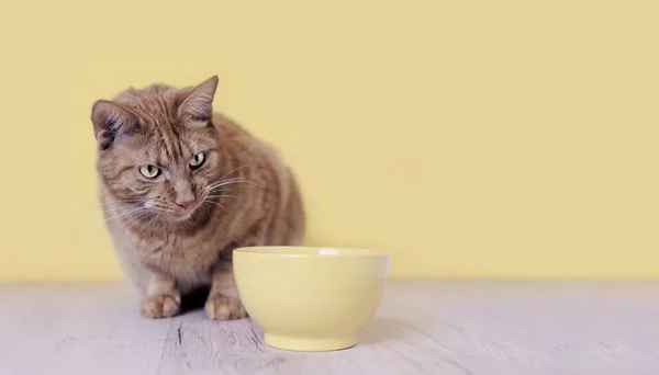 Lindo Gato Jengibre Que Parece Currioso Tazón Comida Amarillo Imagen — Foto de Stock