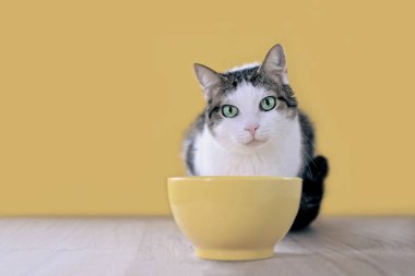 Sarı yemek kasesinin yanında tatlı tekir kedi yukarı bakıyor ve yemek bekliyor..