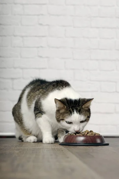 Søt Katt Som Spiser Tørr Mat Fra Matskål Vertikalt Bilde – stockfoto