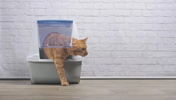 Cute Ginger Cat Going Out Closed Litter Box Panramic Image — ストック写真