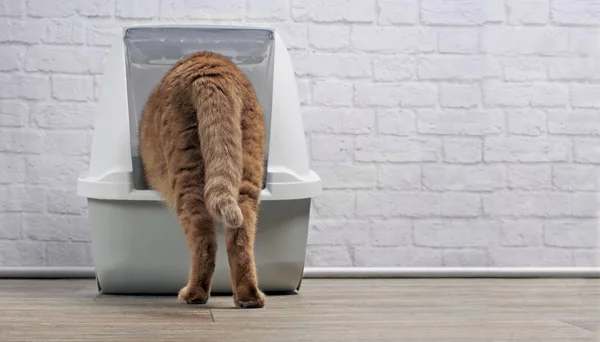 Kızıl kedi kum havuzuna adım attı. Kopyalama alanı olan yatay resim.