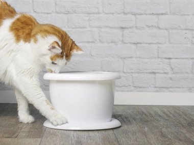 Susamış tekir kedi, beyaz bir hayvan çeşmesine meraklı bakıyor..