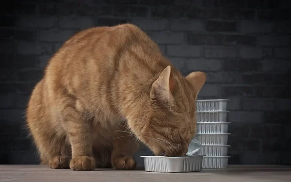 Zbliżenie Górę Słodkie Imbirowy Kot Jedzenie Jedzenie Miska — Zdjęcie stockowe