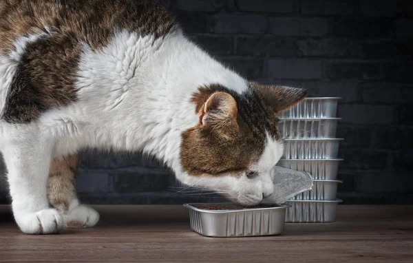 Close Gato Bonito Tabby Comendo Uma Tigela Comida — Fotografia de Stock