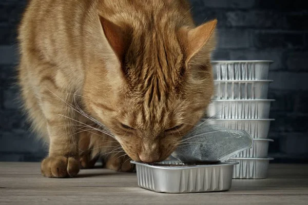 Primer Plano Gato Tabby Comiendo Tazón Comida — Foto de Stock