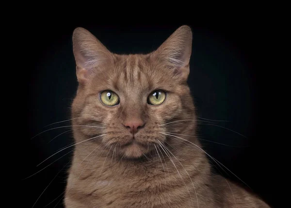 Portrait Serious Cat Looking Straight Camera Isolated Black Background — 스톡 사진