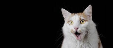 Funny tabby cat looking surprised with mouth open. Panoramic image with copyspace for your individual text. clipart