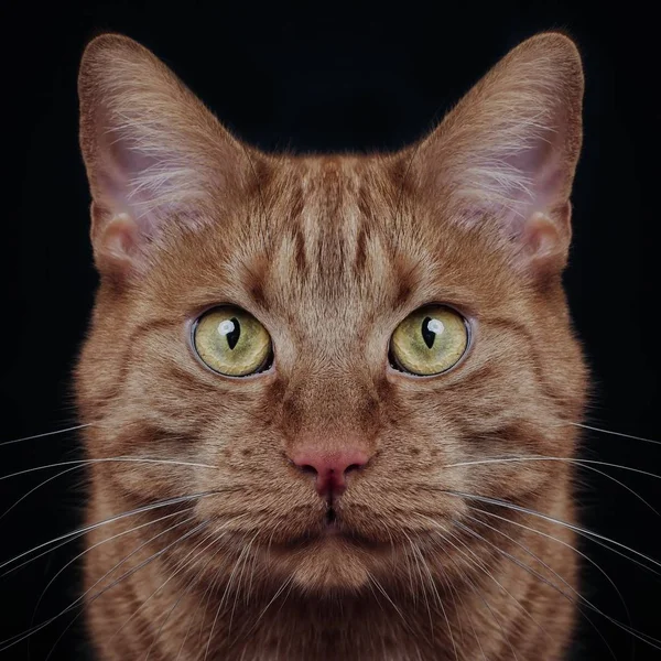 Close Portrait Ginger Cat Looking Straight Camera Isolated Black Background — 스톡 사진