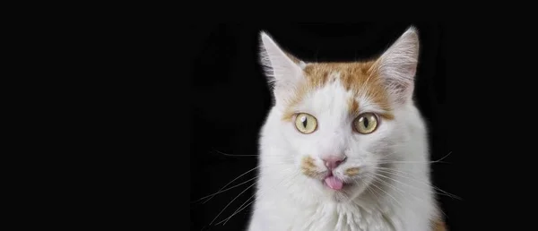 Lustige Gestromte Katze Streckte Seine Zunge Aus Isoliert Auf Schwarzem — Stockfoto