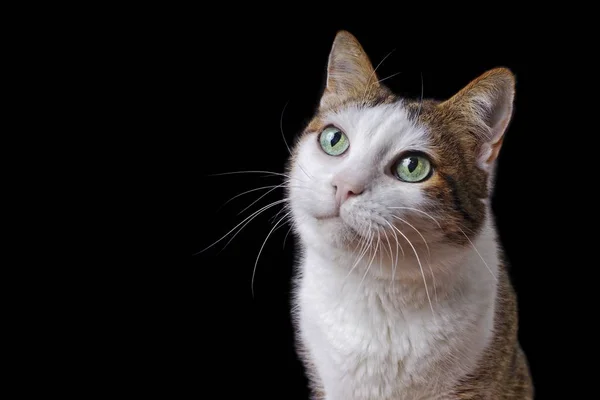 Niedliche Gestromte Katze Die Neugierig Nach Oben Schaut Horizontales Bild — Stockfoto