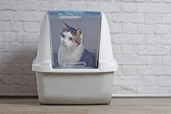 Şirin tekir kedi kapalı bir kutuda oturuyor ve tuhaf tuhaf bakıyor..