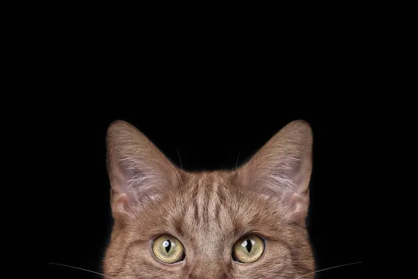 Leuke Gember Kat Die Nieuwsgierig Uitziet Naar Camera Horizontale Afbeelding — Stockfoto