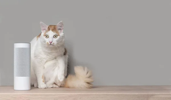 Gato Bonito Sentado Lado Alto Falante Inteligente Controlado Por Voz — Fotografia de Stock