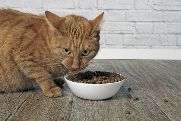 Enojado Jengibre Gato Hace Divertido Cara Lado Plato Comida — Foto de Stock