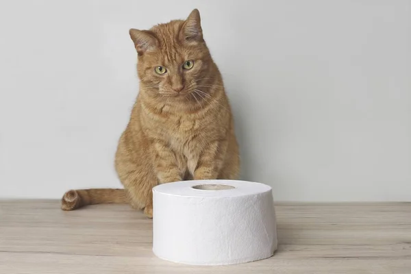 Gato Gengibre Engraçado Olhando Curioso Para Rolo Papel Higiênico Mesa — Fotografia de Stock